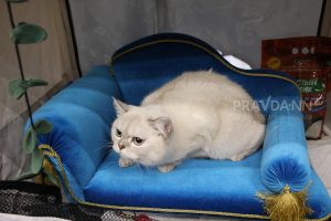 Зоопсихолог Петренко рассказала, почему кошки могут проявлять агрессию